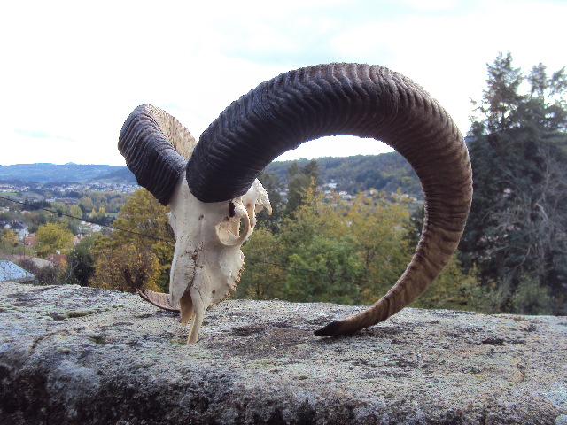 BEAU MOUFLON AUVERGNAT