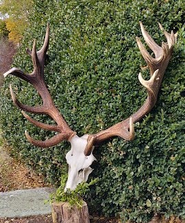 Beaux trophées de CERFS